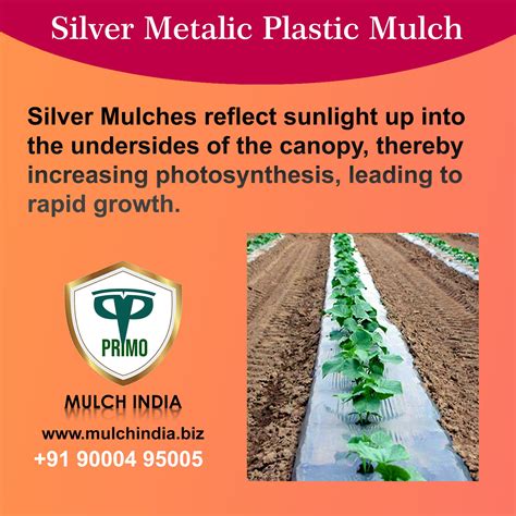 can silver metallic plastic mulch go in green houses|silver mulch uses.